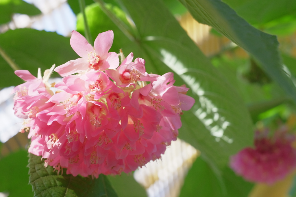ピンクの花