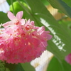 ピンクの花