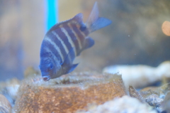 魚