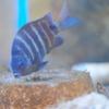 魚