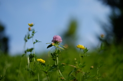 花と空
