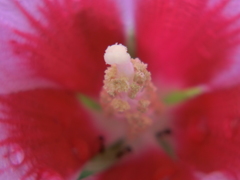 赤い花