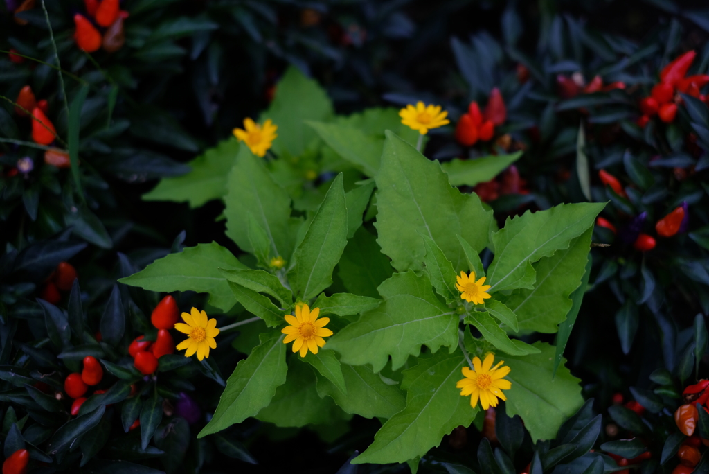 花