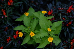 花