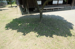 木陰
