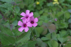 ピンクの花