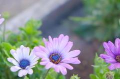 富良野の花