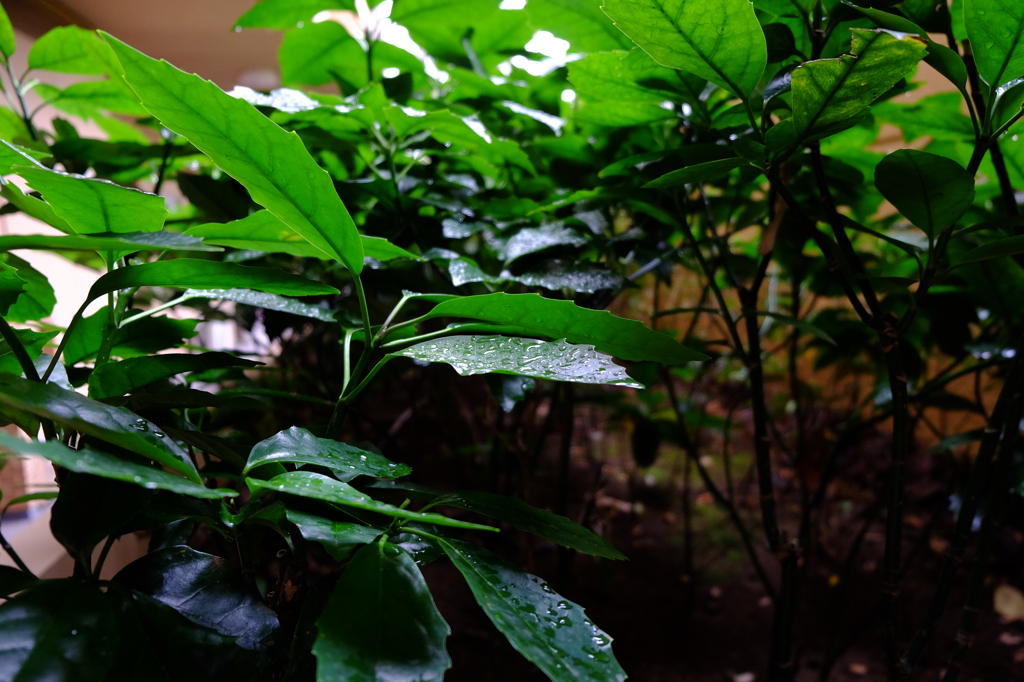 暗いとことの植物