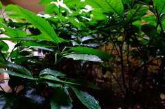 暗いとことの植物