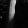 幹