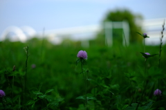 紫の花と橋