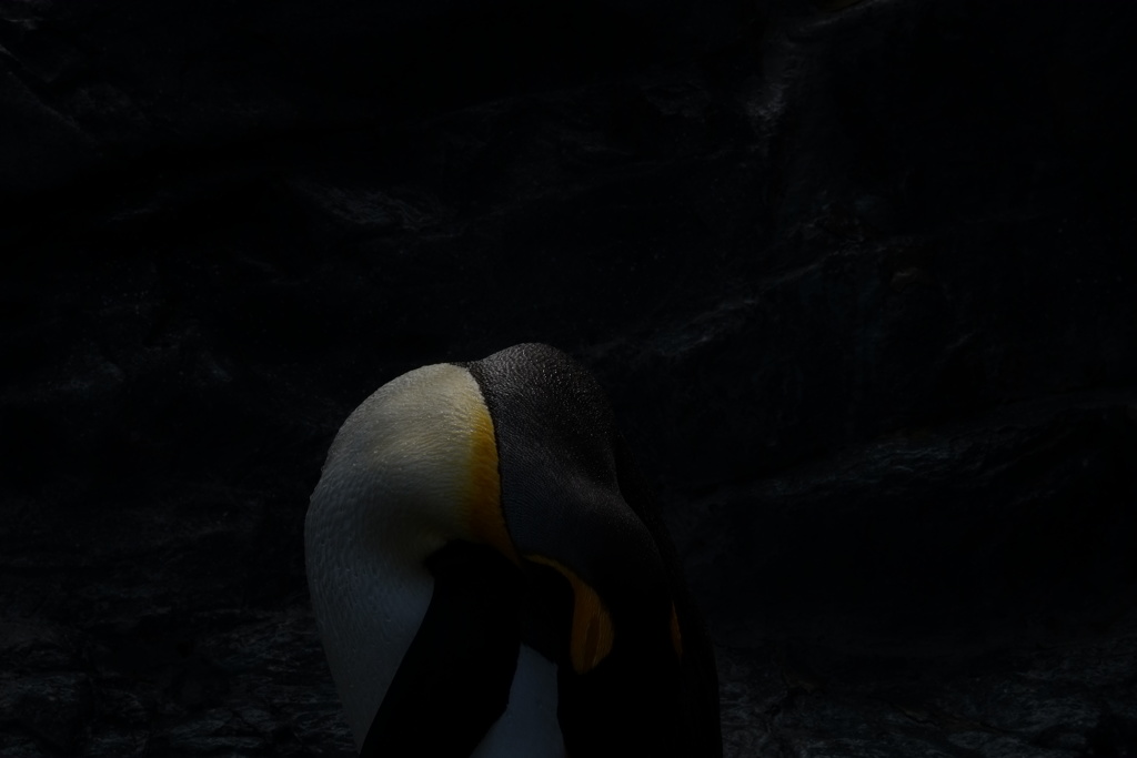ペンギン