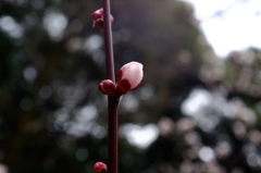 梅