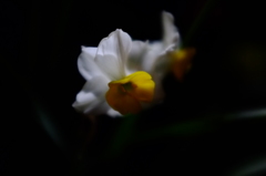 夜に咲く花