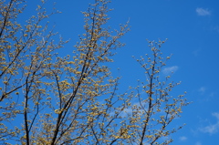 青い空