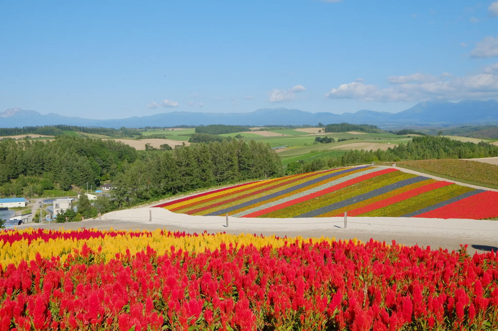 富良野、色彩の丘