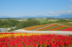 富良野、色彩の丘