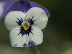 白い花