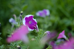 紫と白の花