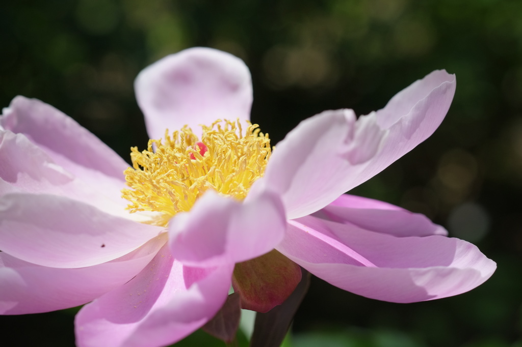 ピンクの花