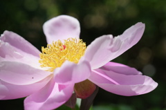 ピンクの花