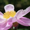 ピンクの花