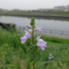 花と川