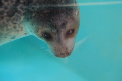 あざらし＠小樽水族館