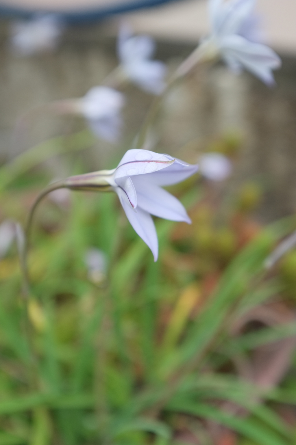 紫の花