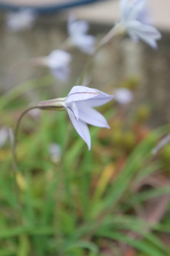 紫の花