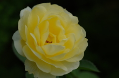 黄色いバラ２
