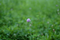 緑の中の紫の花
