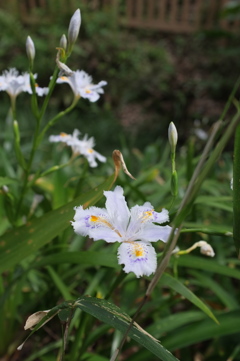 白い花