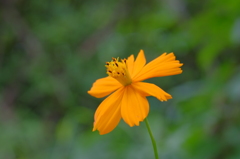 オレンジの花