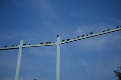 鳩の学校