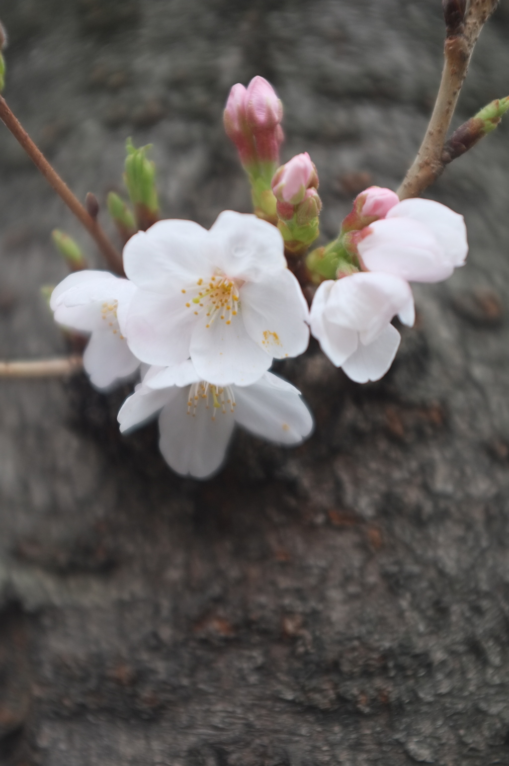 桜