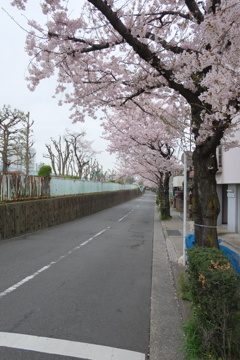 桜通り