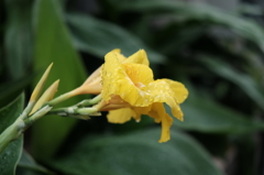 黄色い花と雨