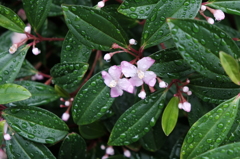 ピンクの花と雨