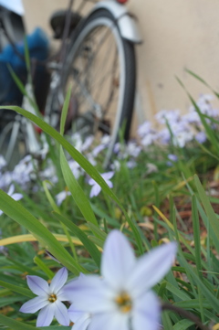 自転車