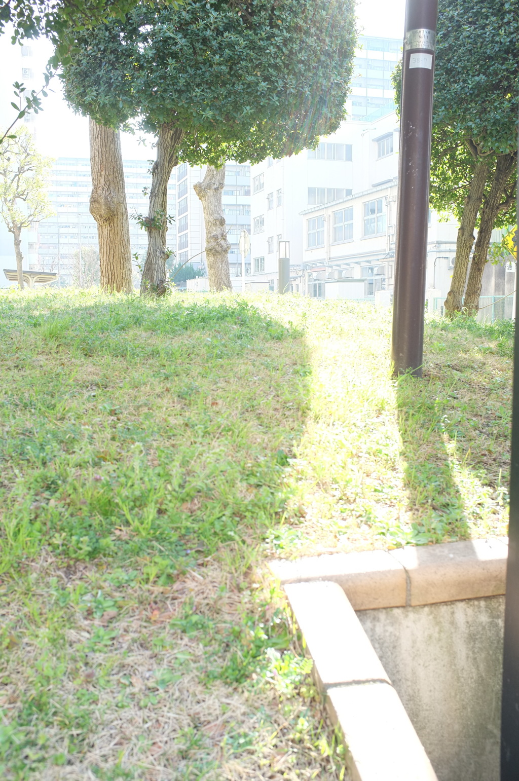 朝の光