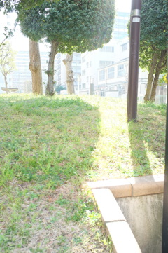 朝の光