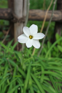 白い花