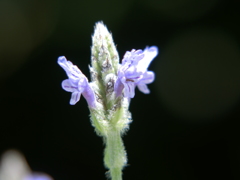 紫の花