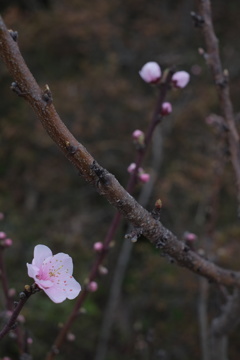 梅