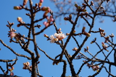 早咲桜