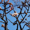 早咲桜