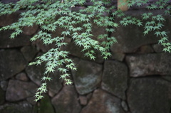 緑