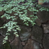 緑