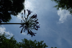 空と花